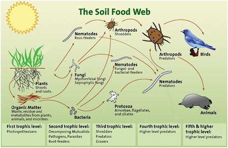 soilFoodweb diagram