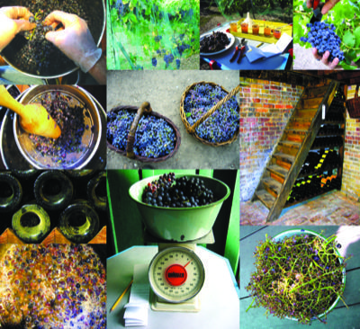 Wine Collage 6