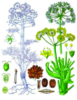 Ferula assa-foetida - Kohlers Medizinal-Pflanzen-061