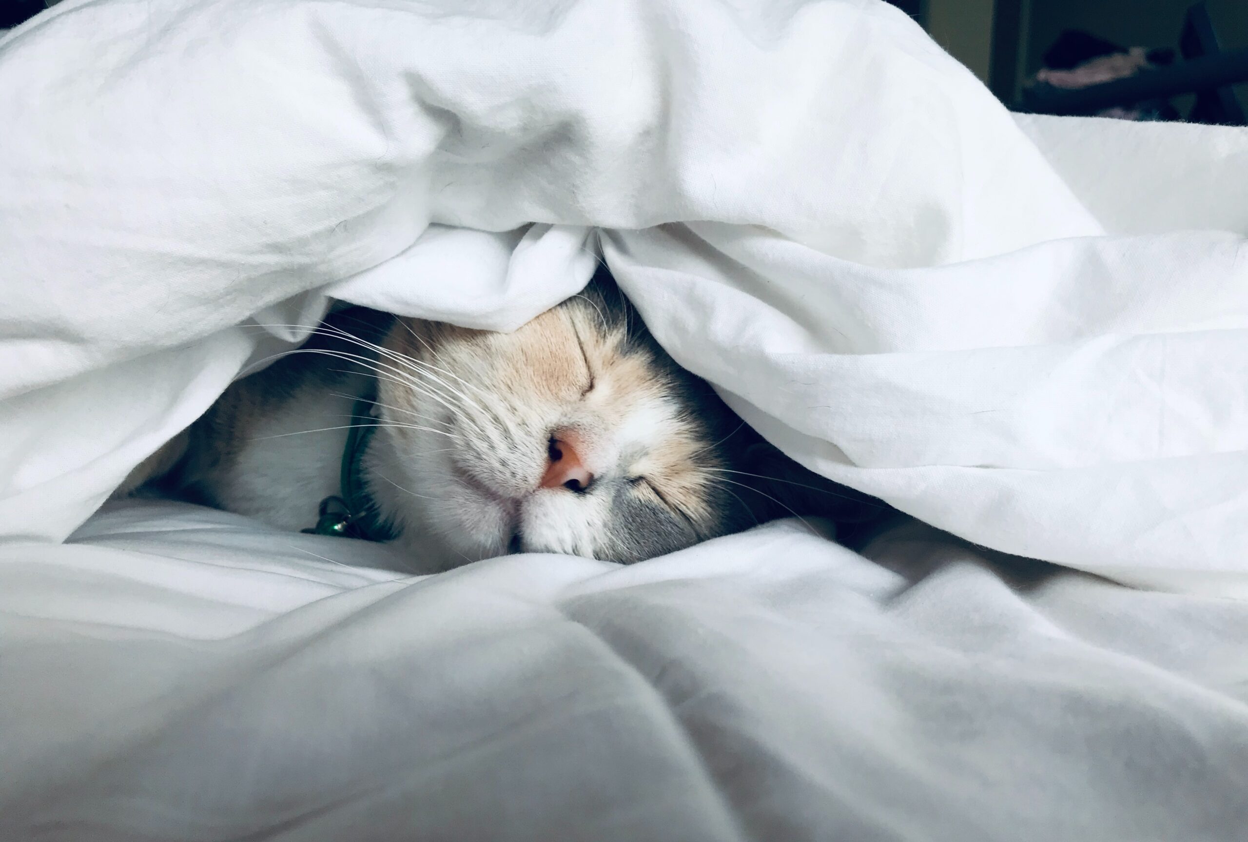 cat in bed
