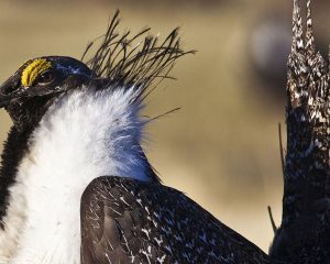 Greater_Sage-Grouse_Conservation_(16759453414)