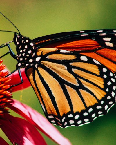 monarch butterfly on coneflower