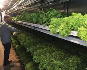 garden-lettuce