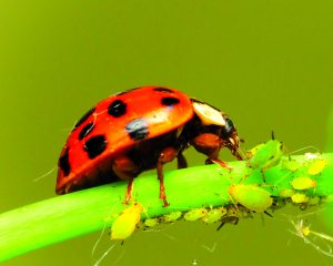 One very happy ladybug feasting on aphids.