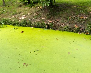 toxic-algae-utah-lake