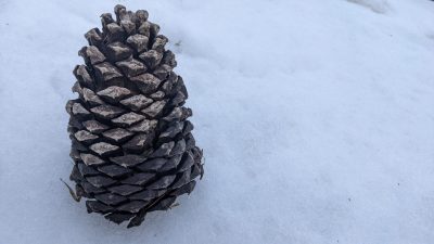 winter pinecone